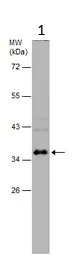 Western blot - Anti-Cathepsin S antibody (AB96788)