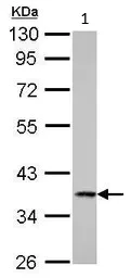 Western blot - Anti-Cathepsin S antibody (AB96788)