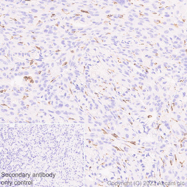Immunohistochemistry (Formalin/PFA-fixed paraffin-embedded sections) - Anti-Cathepsin S antibody [EPR26156-57] (AB309090)