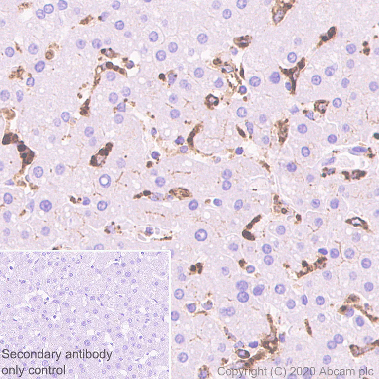 Immunohistochemistry (Formalin/PFA-fixed paraffin-embedded sections) - Anti-Cathepsin S antibody [EPR5128] - BSA and Azide free (AB248706)