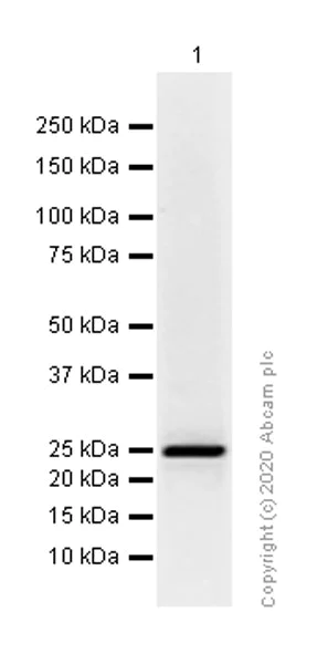Western blot - Anti-Cathepsin S antibody [EPR5128] - BSA and Azide free (AB248706)