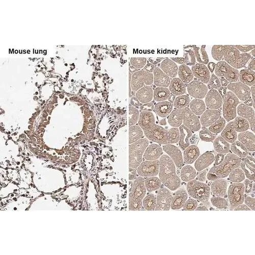 Immunohistochemistry (Formalin/PFA-fixed paraffin-embedded sections) - Anti-Cathepsin S antibody [HL2302] (AB317192)
