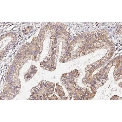 Immunohistochemistry (Formalin/PFA-fixed paraffin-embedded sections) - Anti-Cathepsin S antibody [HL2462] (AB317231)
