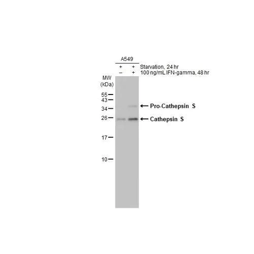 Western blot - Anti-Cathepsin S antibody [HL2462] (AB317231)