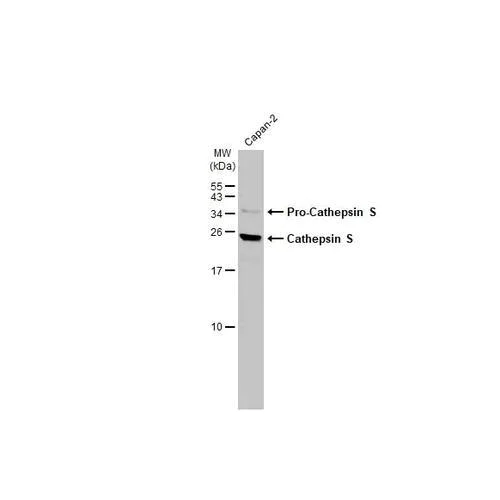 Western blot - Anti-Cathepsin S antibody [HL2462] (AB317231)