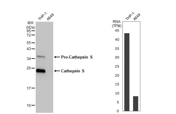 Western blot - Anti-Cathepsin S antibody [HL2462] (AB317231)