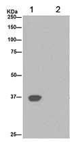 Immunoprecipitation - Anti-Cathepsin W antibody [EPR15135] - BSA and Azide free (AB251056)