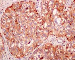 Immunohistochemistry (Formalin/PFA-fixed paraffin-embedded sections) - Anti-Cathepsin Z antibody [EPR14357] - BSA and Azide free (AB250229), expandable thumbnail