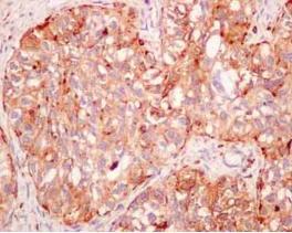 Immunohistochemistry (Formalin/PFA-fixed paraffin-embedded sections) - Anti-Cathepsin Z antibody [EPR14357] - BSA and Azide free (AB250229)