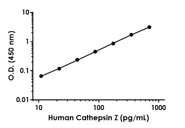 Sandwich ELISA - Anti-Cathepsin Z antibody [EPR24460-104] - BSA and Azide free (Detector) (AB285097)