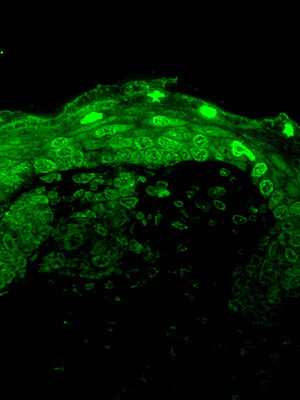 Immunohistochemistry (Formalin/PFA-fixed paraffin-embedded sections) - Anti-CaV1.3 antibody [S48] (AB85491)