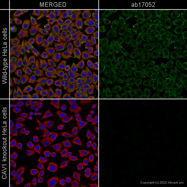 Immunocytochemistry - Anti-Caveolin-1 antibody [7C8] (AB17052), expandable thumbnail