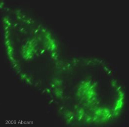 Immunocytochemistry - Anti-Caveolin-1 antibody [7C8] (AB17052), expandable thumbnail