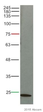 Western blot - Anti-Caveolin-1 antibody [7C8] (ab17052), expandable thumbnail