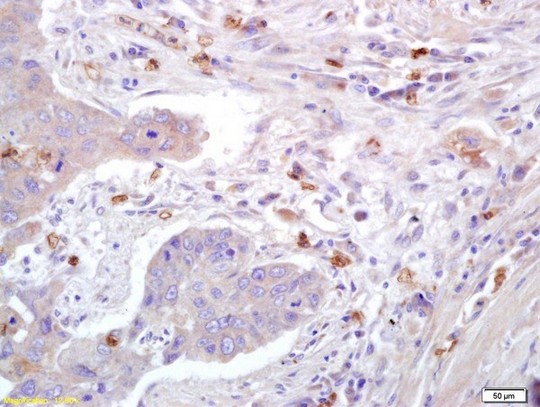 Immunohistochemistry (Formalin/PFA-fixed paraffin-embedded sections) - Anti-Caveolin-1 antibody (AB214448), expandable thumbnail