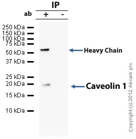 Immunoprecipitation - Anti-Caveolin-1 antibody - Caveolae Marker (AB18199)
