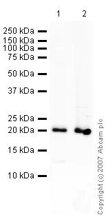 Western blot - Anti-Caveolin-1 antibody - Caveolae Marker (AB18199)