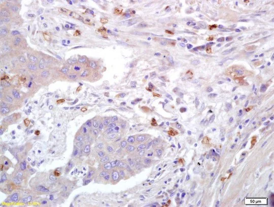 Immunohistochemistry (Formalin/PFA-fixed paraffin-embedded sections) - Anti-Caveolin-1 antibody - Caveolae Marker (AB214448)