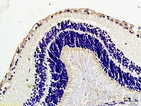 Immunohistochemistry (Formalin/PFA-fixed paraffin-embedded sections) - Anti-Caveolin-1 antibody - Caveolae Marker (AB214448)