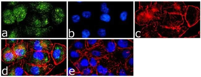 Immunocytochemistry/ Immunofluorescence - Anti-Caveolin-1 antibody - Caveolae Marker (AB2910)
