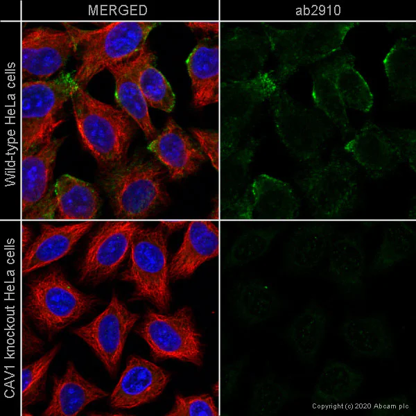 Immunocytochemistry/ Immunofluorescence - Anti-Caveolin-1 antibody - Caveolae Marker (AB2910)