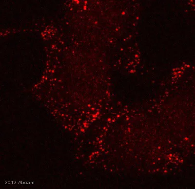 Immunocytochemistry/ Immunofluorescence - Anti-Caveolin-1 antibody - Caveolae Marker (AB2910)