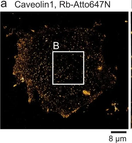 Immunocytochemistry/ Immunofluorescence - Anti-Caveolin-1 antibody - Caveolae Marker (AB2910)