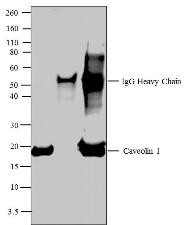 Immunoprecipitation - Anti-Caveolin-1 antibody - Caveolae Marker (AB2910)