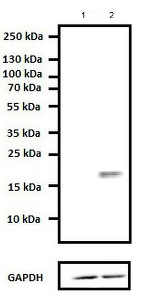 Western blot - Anti-Caveolin-1 antibody - Caveolae Marker (AB2910)