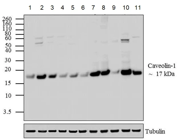 Western blot - Anti-Caveolin-1 antibody - Caveolae Marker (AB2910)