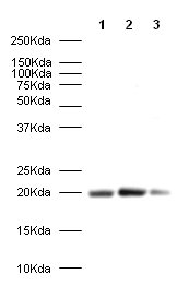 Western blot - Anti-Caveolin-1 antibody - Caveolae Marker (AB2910)