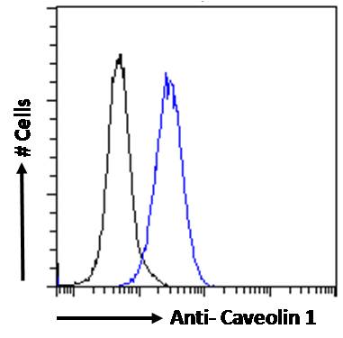 Flow Cytometry (Intracellular) - Anti-Caveolin-1 antibody (AB36152), expandable thumbnail