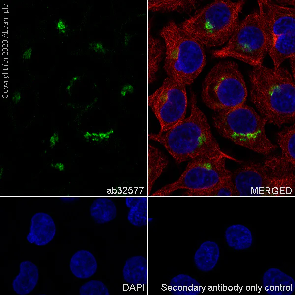 Immunocytochemistry/ Immunofluorescence - Anti-Caveolin-1 antibody [E249] - BSA and Azide free (AB230262)