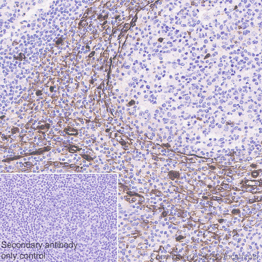 Immunohistochemistry (Formalin/PFA-fixed paraffin-embedded sections) - Anti-Caveolin-1 antibody [E249] - BSA and Azide free (AB230262)