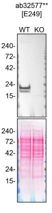 Western blot - Anti-Caveolin-1 antibody [E249] - BSA and Azide free (AB230262)