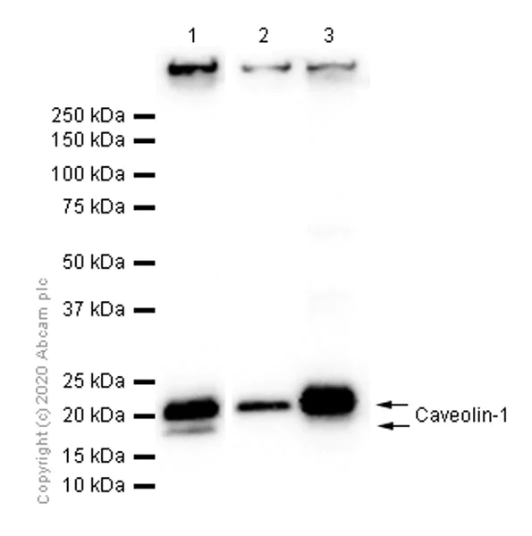 Western blot - Anti-Caveolin-1 antibody [E249] - Caveolae Marker (AB32577)