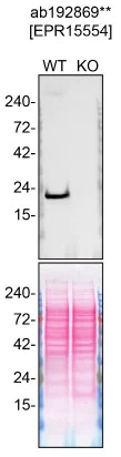 Western blot - Anti-Caveolin-1 antibody [EPR15554] - BSA and Azide free (AB240332)