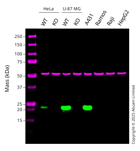 Western blot - Anti-Caveolin-1 antibody [EPR15554] - BSA and Azide free (AB240332)