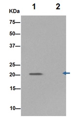 Immunoprecipitation - Anti-Caveolin-1 antibody [EPR15554] - N-terminal - Caveolae Marker (AB192869), expandable thumbnail