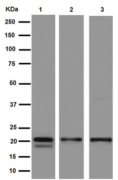 Western blot - Anti-Caveolin-1 antibody [EPR15554] - N-terminal - Caveolae Marker (ab192869), expandable thumbnail