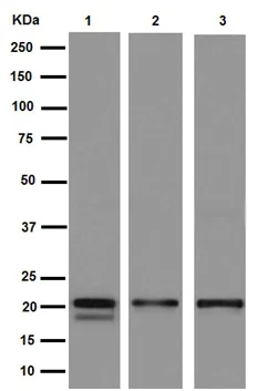 Western blot - Anti-Caveolin-1 antibody [EPR15554] - N-terminal - Caveolae Marker (AB192869)