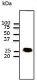 Western blot - Anti-Caveolin-1 antibody - N-terminal (AB211503), expandable thumbnail
