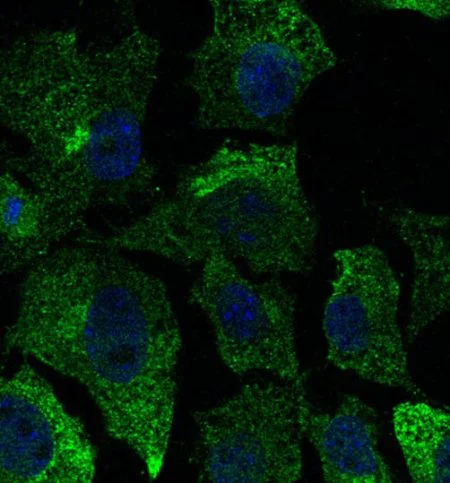 Immunocytochemistry/ Immunofluorescence - Anti-Caveolin-1 antibody - N-terminal - Caveolae Marker (AB211503)