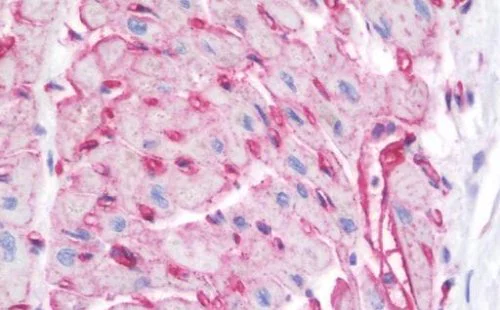 Immunohistochemistry (Formalin/PFA-fixed paraffin-embedded sections) - Anti-Caveolin-1 antibody - N-terminal - Caveolae Marker (AB211503)