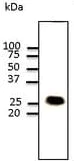 Western blot - Anti-Caveolin-1 antibody - N-terminal - Caveolae Marker (AB211503)