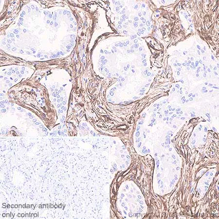 Immunohistochemistry (Formalin/PFA-fixed paraffin-embedded sections) - Anti-Caveolin-1 antibody [SP43] - BSA and Azide free (AB236437)