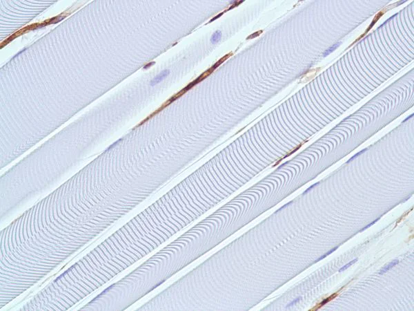Immunohistochemistry (Formalin/PFA-fixed paraffin-embedded sections) - Anti-Caveolin-1 antibody [SP43] - BSA and Azide free (AB236437)