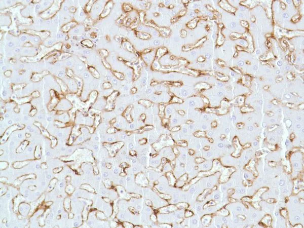 Immunohistochemistry (Formalin/PFA-fixed paraffin-embedded sections) - Anti-Caveolin-1 antibody [SP43] - BSA and Azide free (AB236437)