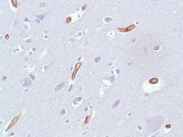 Immunohistochemistry (Formalin/PFA-fixed paraffin-embedded sections) - Anti-Caveolin-1 antibody [SP43] - BSA and Azide free (AB236437)