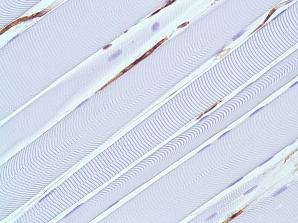 Immunohistochemistry (Formalin/PFA-fixed paraffin-embedded sections) - Anti-Caveolin-1 antibody [SP43] - C-terminal (ab227636), expandable thumbnail